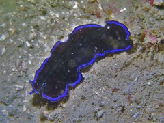 Pseudoceros caeruleocinctus