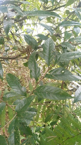 Castanopsis faberi (Castanopsis faberi)
