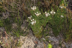 Serruria kraussii