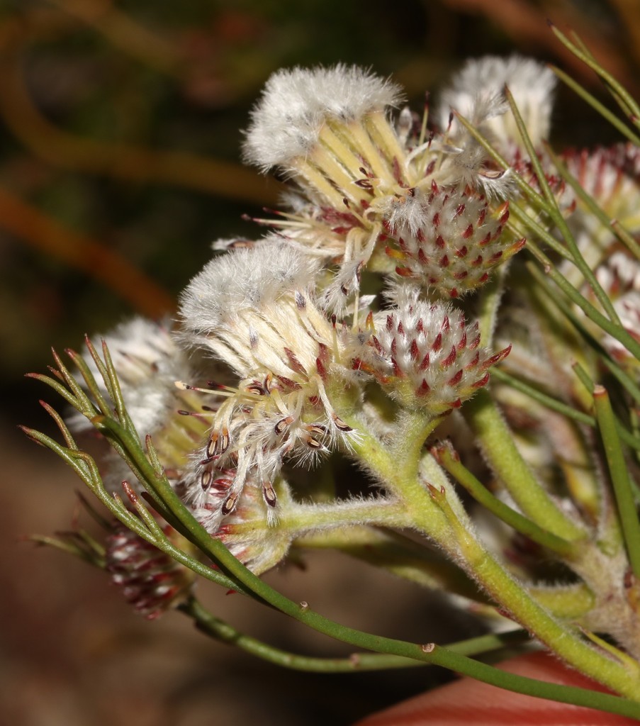Snowball Spiderhead
