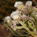 Serruria kraussii - Photo (c) Brian du Preez,  זכויות יוצרים חלקיות (CC BY-SA)