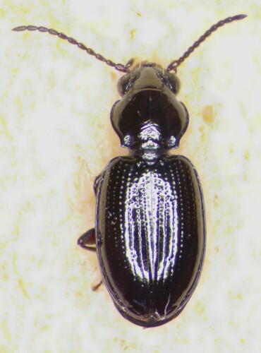Bembidion canadianum