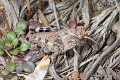 Pardalophora phoenicoptera