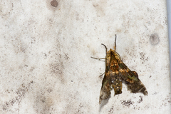 Degmaptera mirabilis