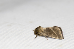 Pyrrhia bifasciata