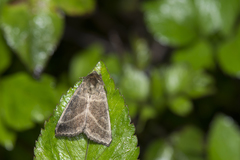 Pyrrhia bifasciata