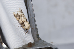 Orthosia reticulata fuscovestita