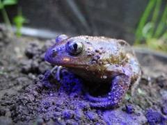 Pelobates fuscus