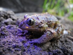 Pelobates fuscus