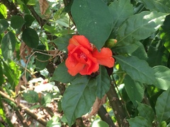 Leuenbergeria bleo