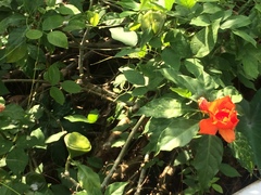 Leuenbergeria bleo