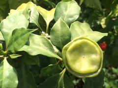 Leuenbergeria bleo
