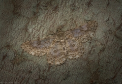 Cleora sabulata