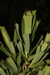 Cliffortia cuneata
