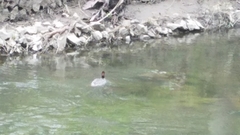 Mergus merganser
