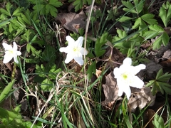 Anemonoides nemorosa