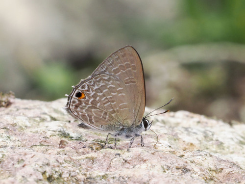 Anthene paraffinis