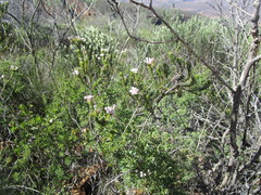 Phylica lachneaeoides