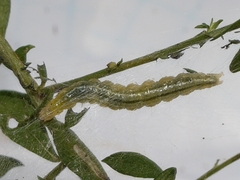 Celery Leaftier Moth