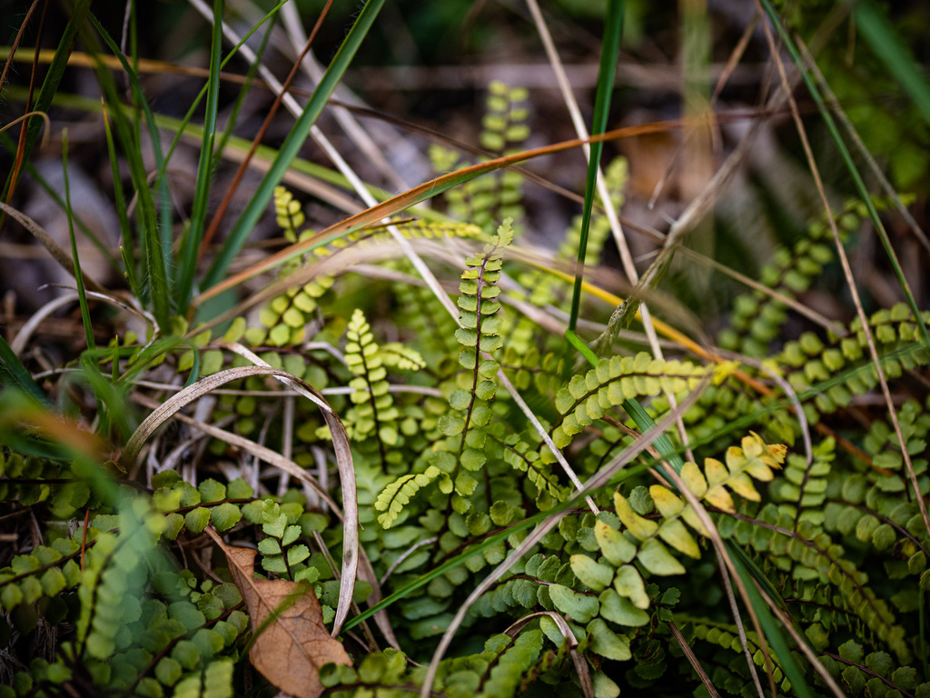 maidenhair spleenwort from Warren County, NY, USA on October 8, 2023 at