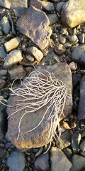 Pseudopterogorgia fredericki