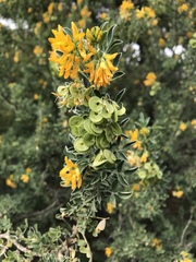 Angiospermae