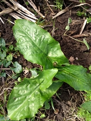 Arum maculatum