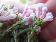 Phylica lachneaeoides