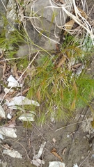 Peucedanum longifolium