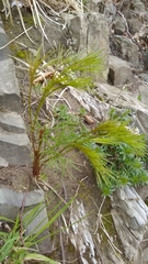 Peucedanum longifolium