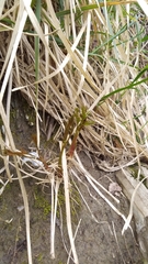 Peucedanum longifolium