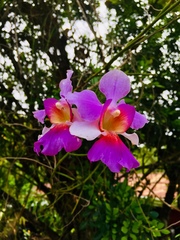 Papilionanthe