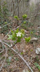 Staphylea colchica