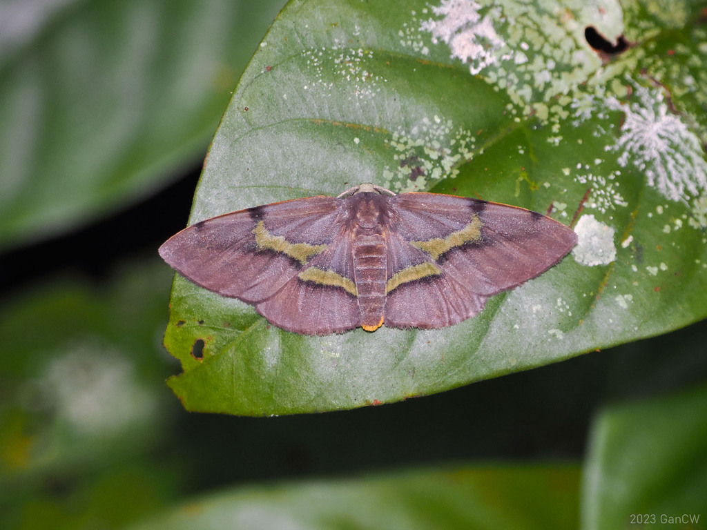 Capasa permeata