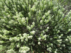 Phylica axillaris axillaris