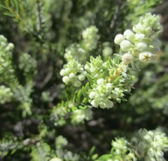 Phylica axillaris axillaris