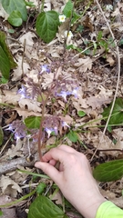 Trachystemon orientalis