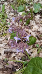 Trachystemon orientalis
