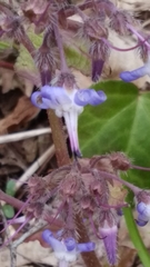 Trachystemon orientalis