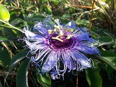 Passiflora cincinnata