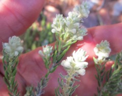 Phylica axillaris axillaris