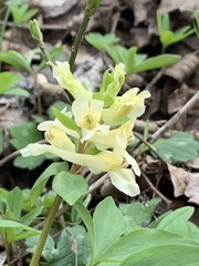 Corydalis cava marschalliana
