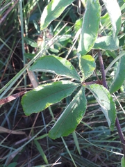 Passiflora cincinnata