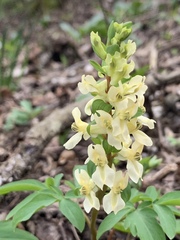 Corydalis cava marschalliana