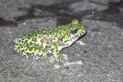 Dubois' Flying Frog, Zhangixalus duboisi