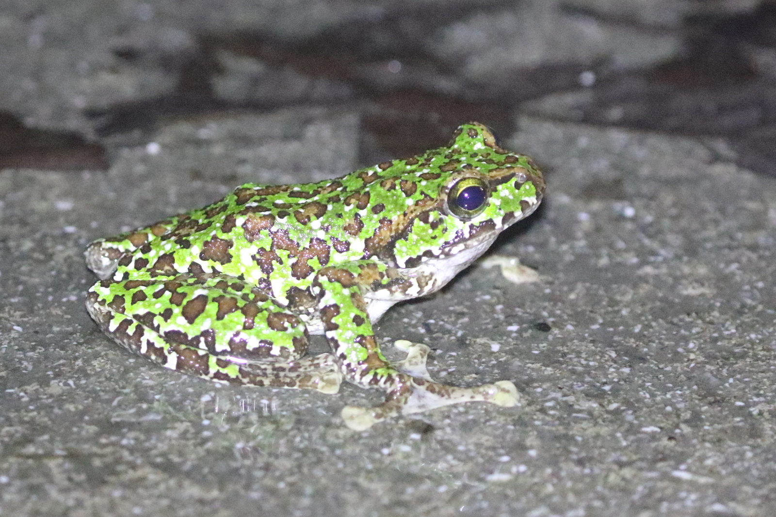 Dubois' Flying Frog, Zhangixalus duboisi