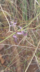 Cleome maculata