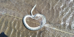 Hydrophis schistosus