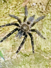 Psalmopoeus