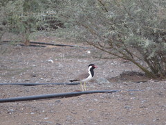 Vanellus indicus aigneri